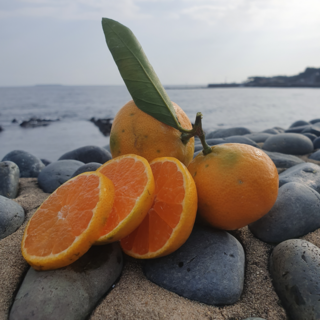 제주 노지 효돈감귤 조생귤 고당도 귤한박스, 1박스, 10kg