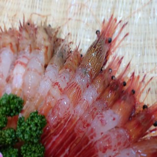 자연산 생물 활 독도새우 꽃새우 닭새우 300g 500g, 1개, 급냉 독도새우 소 500g(50미 내외)