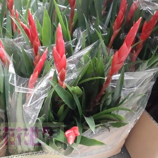 花花世界 草本植物 鸚哥鳳梨 觀賞鳳梨 4寸盆 高20-30公分, 1個