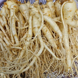 실속형 세척 인삼 1kg 풍기인삼도매 A급 난발수삼 6년근 6년근 한보인삼사, 1.004kg, 1세트