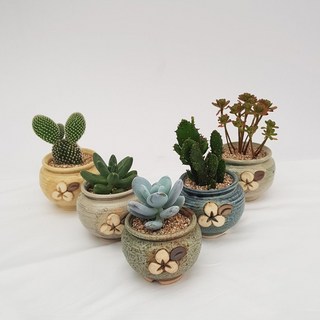 해송꽃농원 다육이 선인장 옹기 5개 세트, 다육이+선인장, 1세트