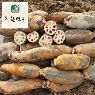 산지직송 국내산 100% 연근 GAP인증 / 연근10kg (특+상) /착한연근, 1개, 10kg