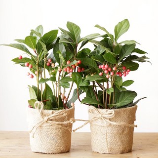 [재물운폭발] 돈들어오는 식물 천냥금 화분, 1개, 마바구니 1+1