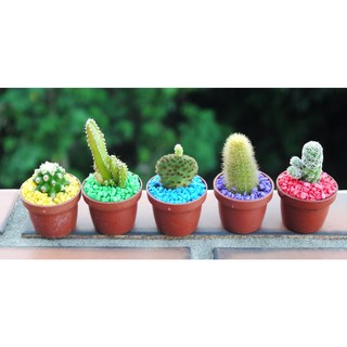 仙人掌 買五送一 (1寸) (隨機出貨 不挑) 桌上型仙人掌 多肉盆栽 室內植物 療癒植物, 1個, 單盆