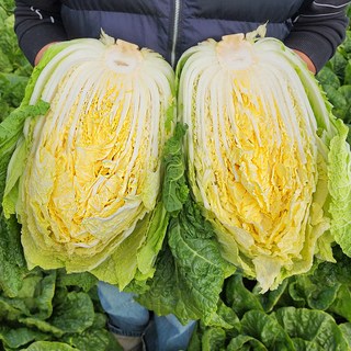 해남 절임배추 20kg 무름병 없는 절인배추, 배추수령일을 필수추가정보에 꼭 입력 해 주세요., 1개