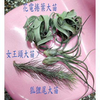 空氣鳳梨側芽小苗 - 章魚 梅杜莎 小精靈 - 台中立力花園, 1個, 小精靈小小苗