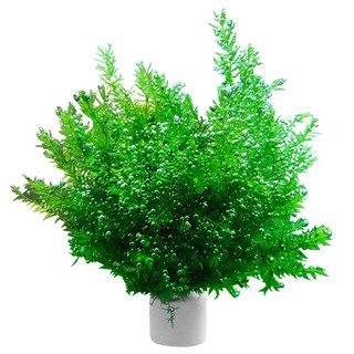 키우기 쉬운 버드나무 모스링 초보자 추천 수초 구피 베타 수초 치어 치비 은신처, 1개