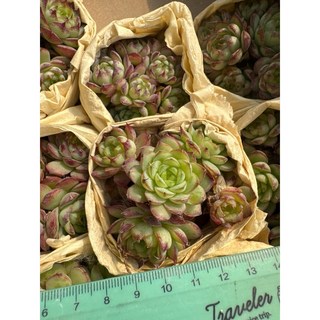 MC多肉園 嚴選韓國進口多肉植物 多款選項 療癒盆栽 綠植, 1個, 盧姬