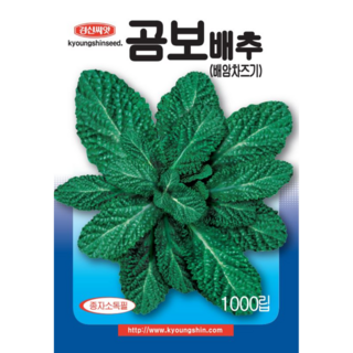 경신종묘 곰보배추씨앗 배암차즈기 1000립, 1개