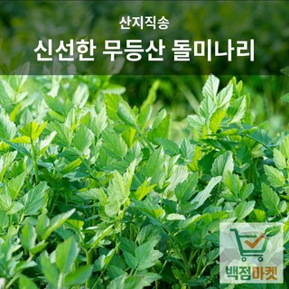 백점마켓 엄선 무등산 돌미나리 산지직송 신선한 제철 봄미나리 향좋은 미나리_1kg 2kg 4kg_백점마켓, 1박스, 1kg