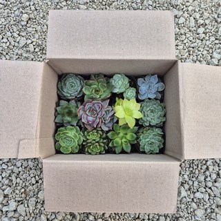 무명다육 10+2개세트 거품없는가격 초보자들도 키우기쉬운 다육구성