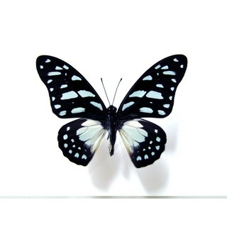 蟲新發現 蝴蝶標本 Graphium屬鳳蝶 末展翅乾貨, A1