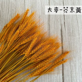 "Be a florist 花藝夢" 乾燥大麥、乾燥稻穗 "十支販售" 天然麥穗 天然大麥 乾燥麥穗 乾燥大麥, 大麥-芥末黃
