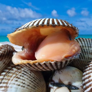 [벌교직송] 살이꽉찬 새꼬막 당일새벽조업, 대품3kg, 1개