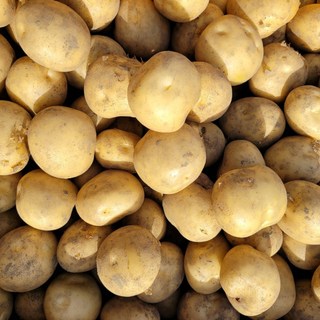 강원도 산지직송 저온숙성 제철 햇 수미감자, 1박스, 왕특 10kg