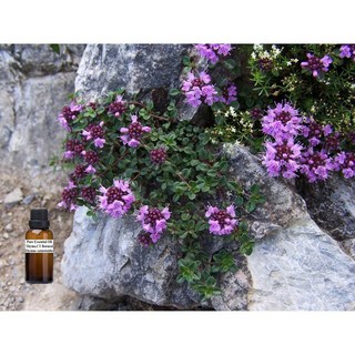 龍腦百里香 純精油 摩洛哥百里香 (Thyme ct borneol pure essential oil), 1個, 250ml