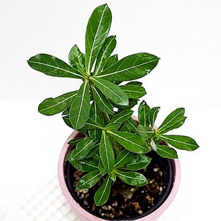 에덴플랜트 석화 모종 지름10cm포트 사막의장미 사막장미 먼지제거 다육식물 아데니움 꽃석화 바오밥, 1개, 다색