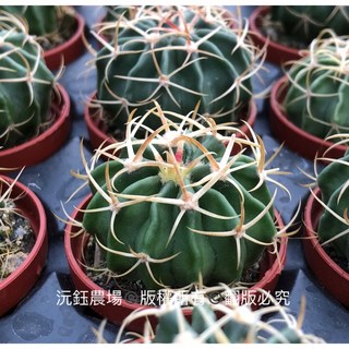 沅鈺農場 仙人掌 一吋盆 凌波 多肉植物 迷你盆栽 辦公室療癒小物, 1個