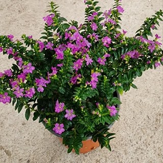 쿠페아 구피아(꽃이 9번피고지고한데요) 새로입고, 1개