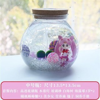 海藻球水培植物微景觀生態瓶苔蘚盆栽玻璃瓶 (包郵), 美少女3歲2顆, 1個