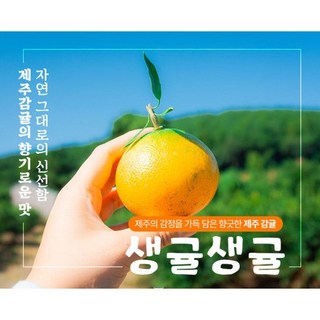 [생귤생귤] 24년 제주 감귤 생귤생귤 1kg 3kg 5kg 10kg (로얄과 대과) [원산지:국산(제주특별자치도 서귀포시)], 1박스, 주스용 대과 10kg
