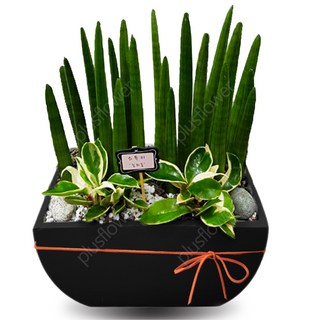 (당일배송) 실내 축하 선물 개업축하화분 개업식 공기정화식물 집들이 화분배달, 1개, [당일배송] 대형_04)스투키-낮은분
