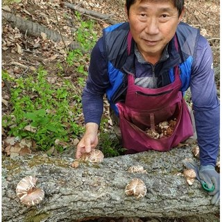 지리산뱀사골농원 참나무 원목재배 표고버섯 건조 200g, 1개