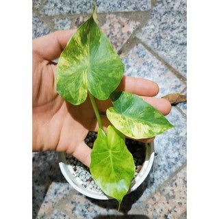 熊貓購物 黃斑姑婆芋 斑葉姑婆芋 室內盆栽 淨化空氣 居家綠植