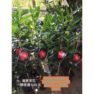 霏霏園藝 海棠茶花5吋盆栽 特價每棵500元 美化居家環境 增添生活品味, 1個