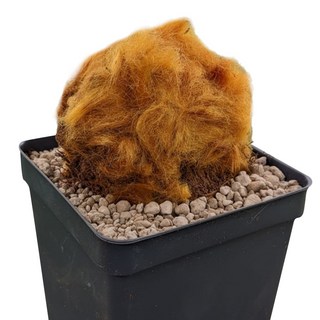 萬花叢 觀葉植物【金狗毛蕨】3.5吋盆栽 - 金黃色療癒系盆栽，新手推薦, 橘, 1個