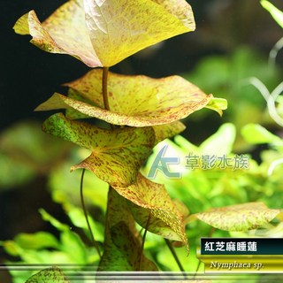 AC草影 紅芝麻睡蓮 水生植物 魚缸水草, 1個