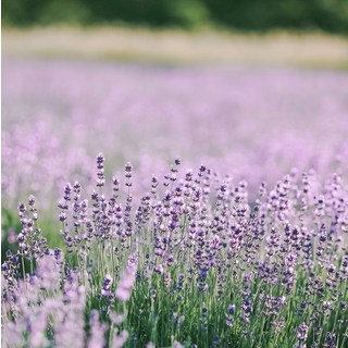 [더위치] CP비누 전용 라벤더 향 F.O 100ml, 1개