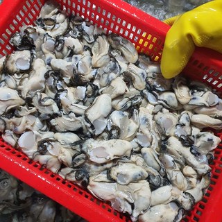 [통영예스수산] 통영 제철 햇굴 깐굴 생굴 대굴 버블세척 횟감용 산지직송 최상급 업격선별, 1개, 대굴1kg