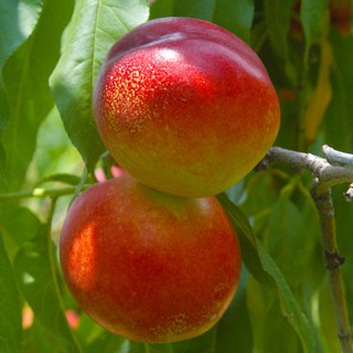 복숭아나무 묘목 천도 복숭아 1년생, 천도 복숭아나무, 1개