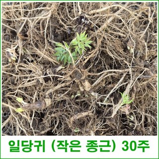 일당귀 1년생 소종근 30주 판매, 1개