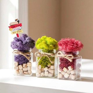 꽃순이 공기정화 스칸디아모스 이끼 화분 인테리어소품, 1세트, B타입