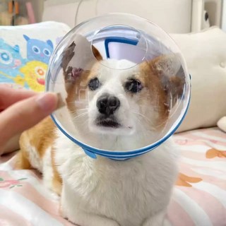 제품리뷰) 강아지 투명 헬멧 고양이 머리 커버 이물방지 소형중형 외출 입마개 피부보호 미용, 하늘색, 1개, 2XL