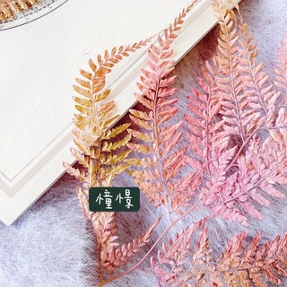 大地農園不凋姬蕨-日本進口高山羊齒蕨 不凋花材 捧花手腕花 房間佈置胸花桌花背景花材, 憧憬(整枝)