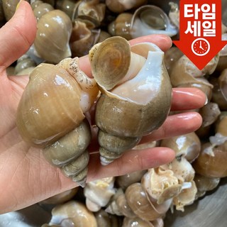 [선주직송] 구룡포 자연산 백고동 백골뱅이 당일조업, 1개, 생물 소사이즈 1kg (40-50미)
