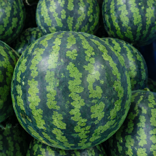 수박 맛없는 주스용, 1개, 3kg 내외