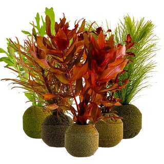 [착한수초] 달팽이 없는 랜덤 포트수초 달팽이 없는 수중엽 수초 초보 수초 레이아웃 구피 은신처, 4개