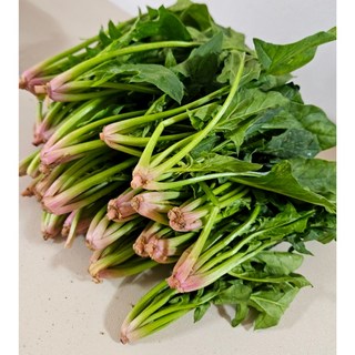 건강가득 남해 보물초 시금치(산지직송), 1세트, 1kg