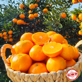 푸른마을 제주 레드향 가정용 대박할인, 1박스, 레드향 가정용 혼합과 9kg