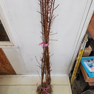 복숭아 묘목 신비복숭아 접목1년 서산조경마켓, 1개, 신비복숭아 묘목