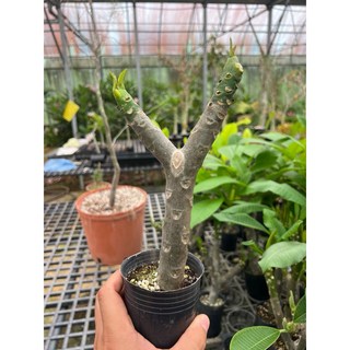 【花痴植人】喝采 Bravo 雞蛋花, 圖示大小扦插穩根苗