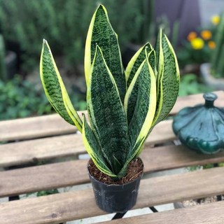 서비내 산세베리아 슈퍼바 중형 높이 약 35cm농장직영 공기정화식물 농장직영 미세먼지 제거, 1)산세베리아, 1개