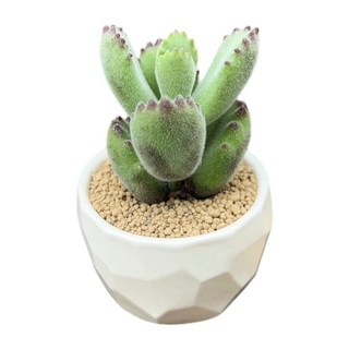 萬花叢 多肉植物熊童子 3吋盆栽 (療癒系盆栽、辦公室小物、多肉植物盆栽), 綠, 1個