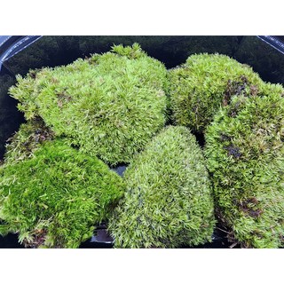 비단이끼 팩 빵이끼 18X14 비바리움 테라리움 팔루다리움 석부작 식물, 1개