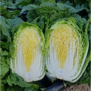 [평창꽃순이] 꽃순이 통배추 6포기 10~16kg, 6개, 1.5kg