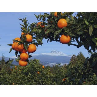 [더 탐나네] 제주 서귀포 친환경 유기농 무농약인증 감귤 5kg, 1개, 5k